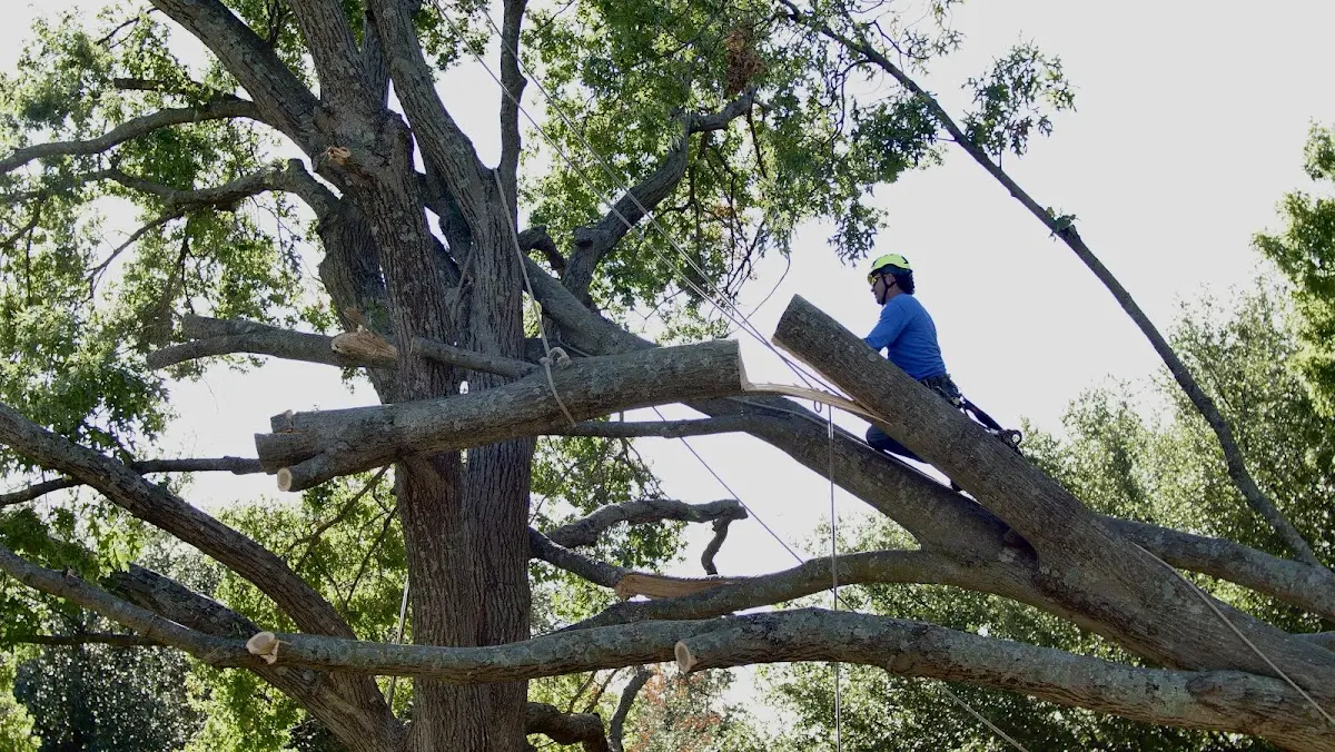 Professional Crown Thinning performed by certified arborists in Fairland