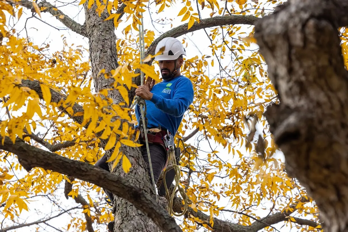 Skilled Tree Pruning crew working in Fairland